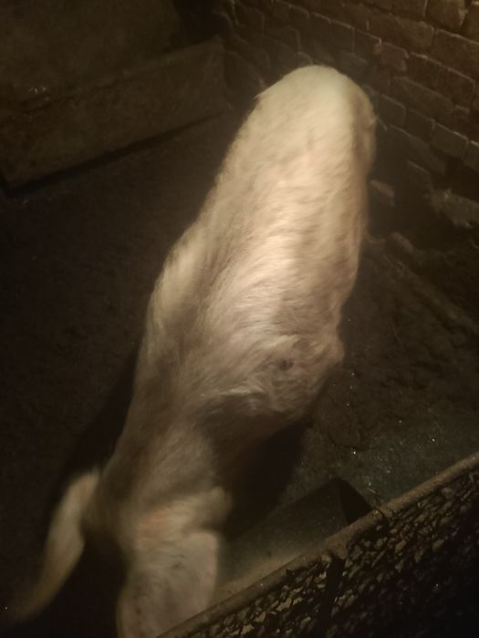 Свиня майка 160 килограма