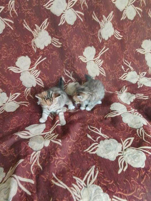 Милые котики в добрые руки