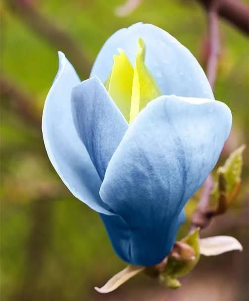 Magnolia Blue-Opal