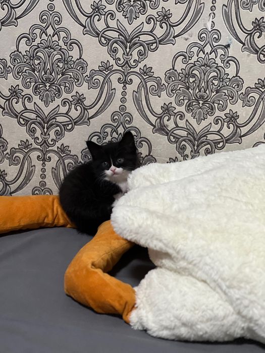 Шустрый котенок2 месяца девочка.