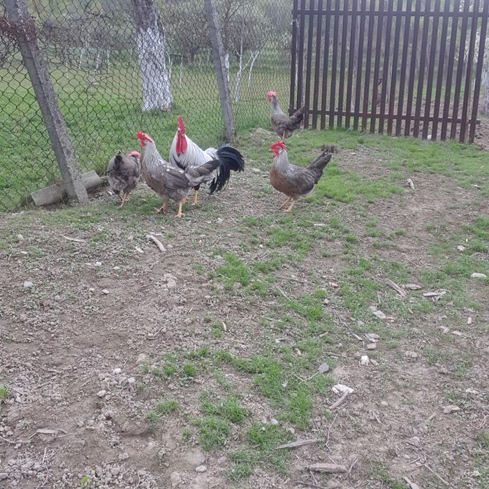 Gaini de vanzare!