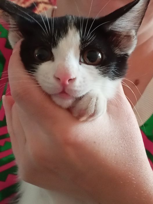 Отдам даром котят