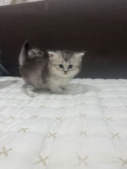 Шотландские шиншилы