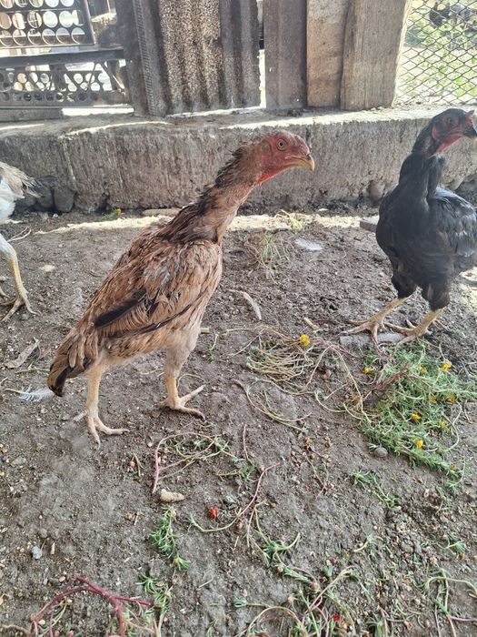 Dakan tovuq sotiladi