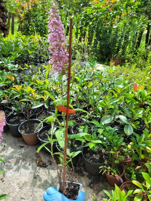 Liliac de vara roz (Buddleja dav. Pink Delight) 30-50 cm