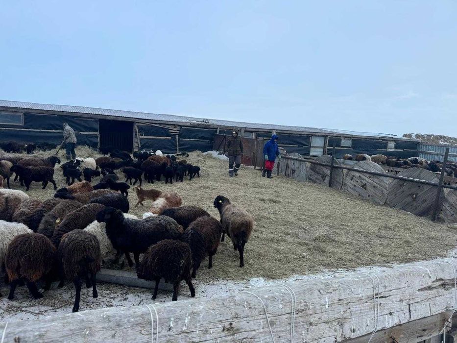 Продам крестьянское хозяйство