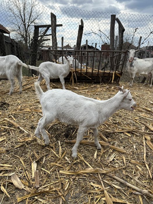 Vand iezi si pereche saanen si metis alpina