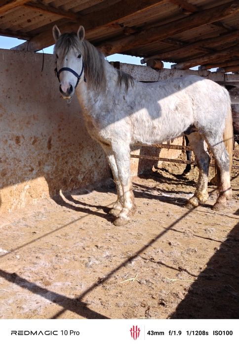 Айгыр, лошадь, жеребец