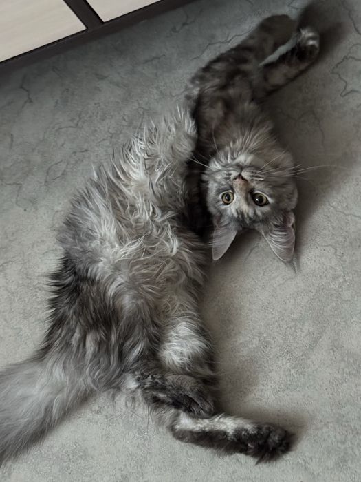 Мейн-кун девочка