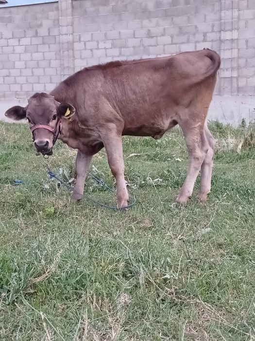 Алатау бұзаулы сиыр сатылады