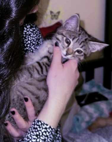 Hadiyaga mushukcha beriladi