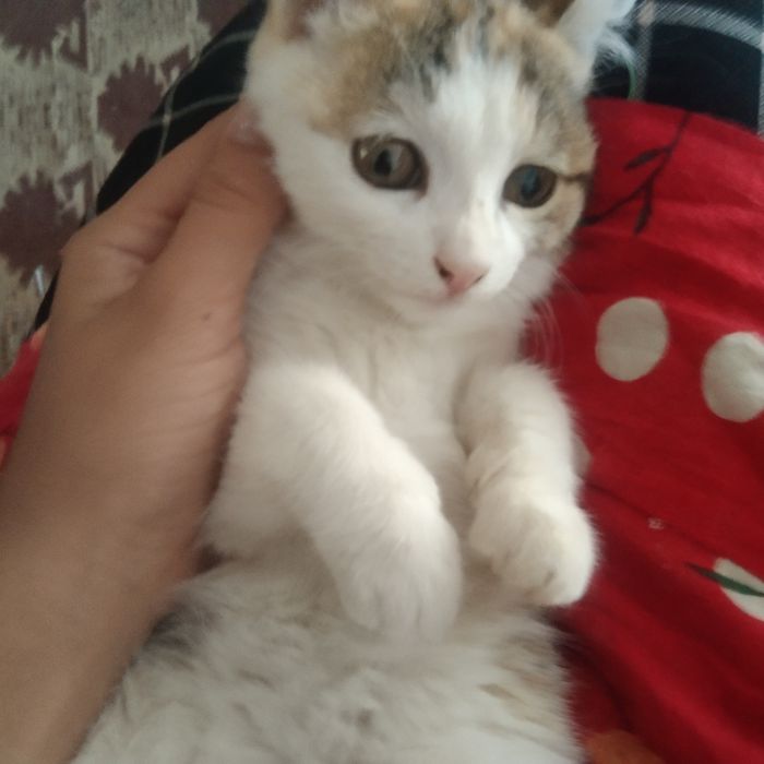 zor erkalanadi ati murmiawbaylanis nomerleri