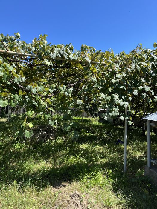 Casa de vânzare Valea Alba Neamț