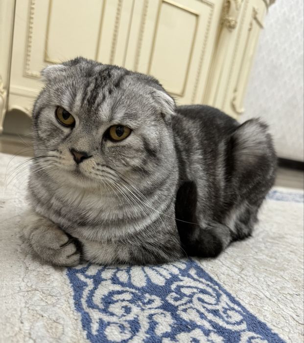 Кот вислоухий  пррдам