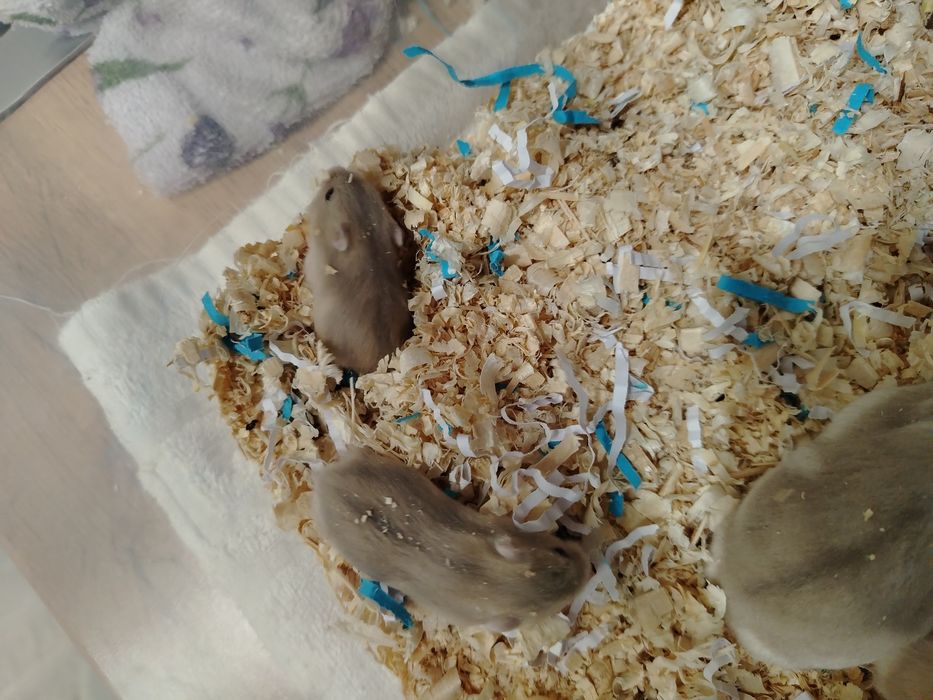 Продам семью хомяков