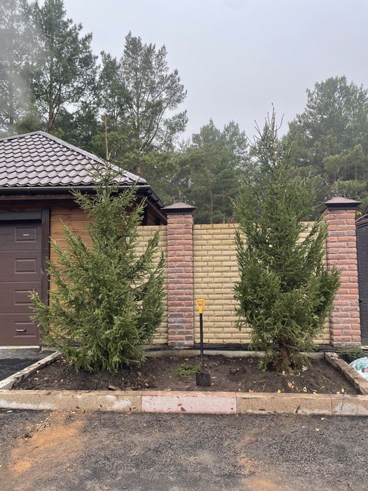 Голубые ели, сосны, туи