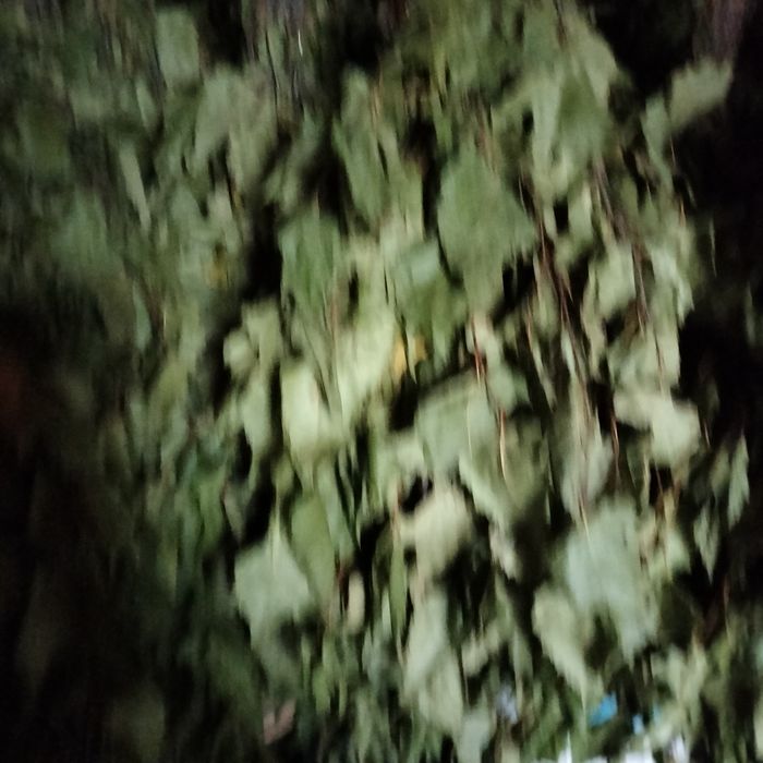 Продам березовые веники