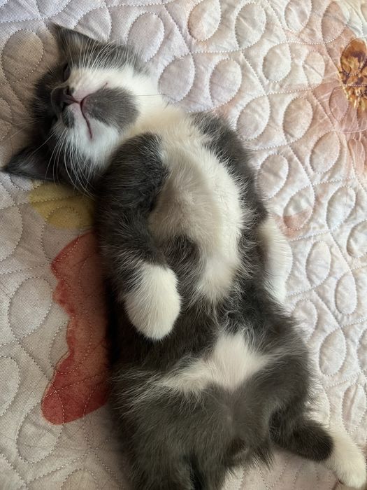 Кошка 2,5 мес мальчик