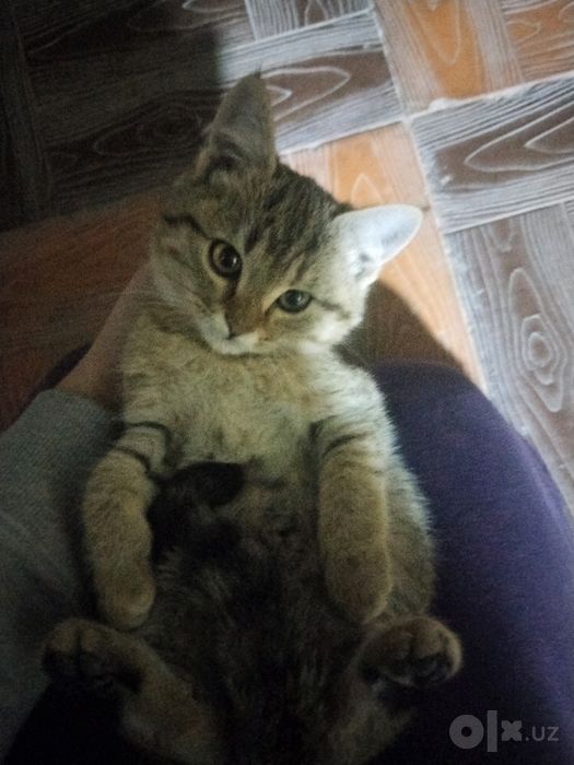Отдадим котика в хорошие,добрые и любящие руки