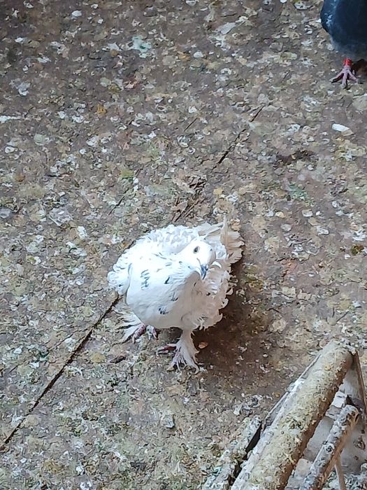 Vând sau schimb porumbei