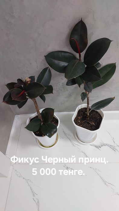 Фикусы разные. Домашние.