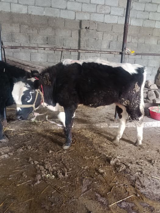 Буқалар сатылады