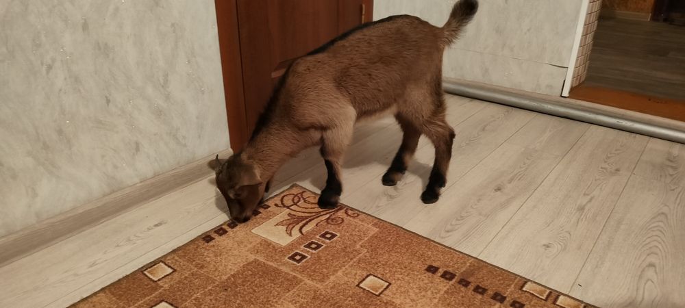 Продам  козлёнка