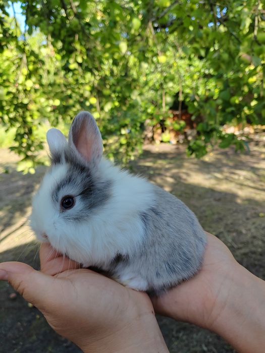 Iepurași pitici pufoși sau cu păr scurt