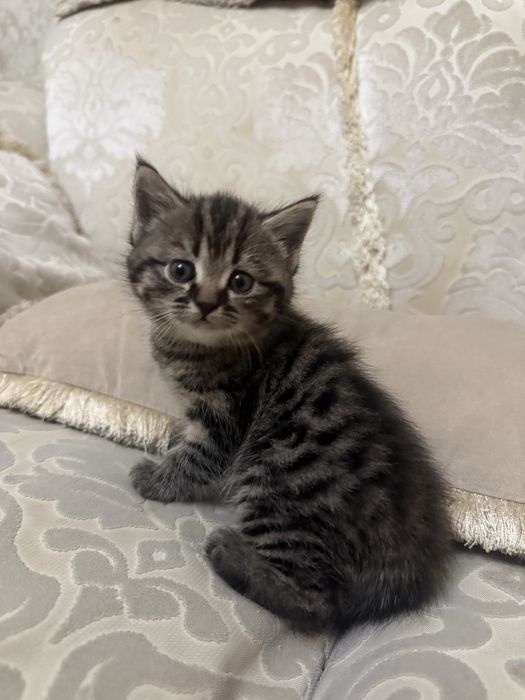 Отдам котенка в хорошое рукт