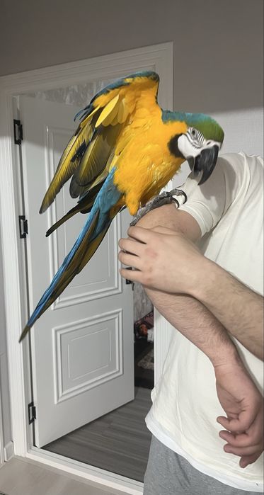 Продается попугай арра