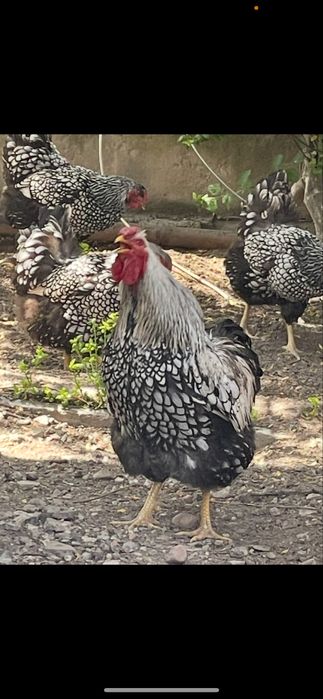 Виандот серебро