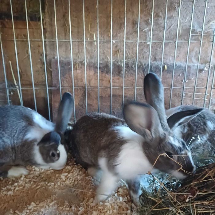 Vând iepuri secuiesc și hycole francez