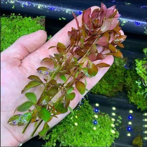 Продам аквариумное растение людвигия