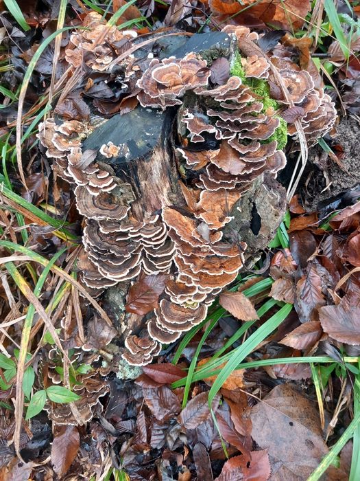 Ciuperca medicinala fomitopsis pinicola