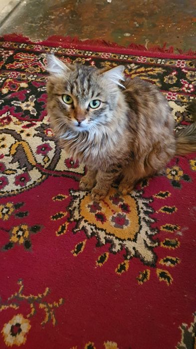 Mushuk judayam chiroyli zoti Sebiriskiy