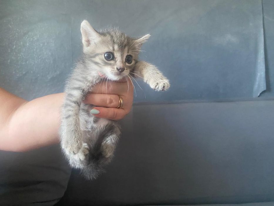 Отдам котят кушают сами