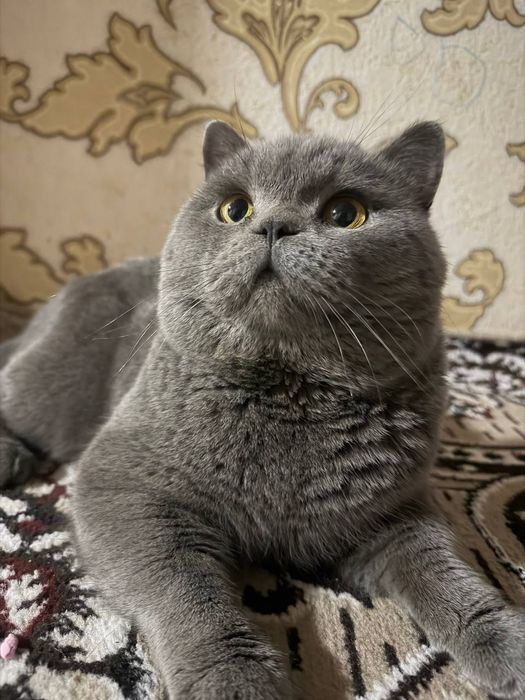 британский кот .вязка