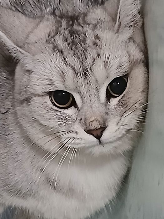 Британская кошка