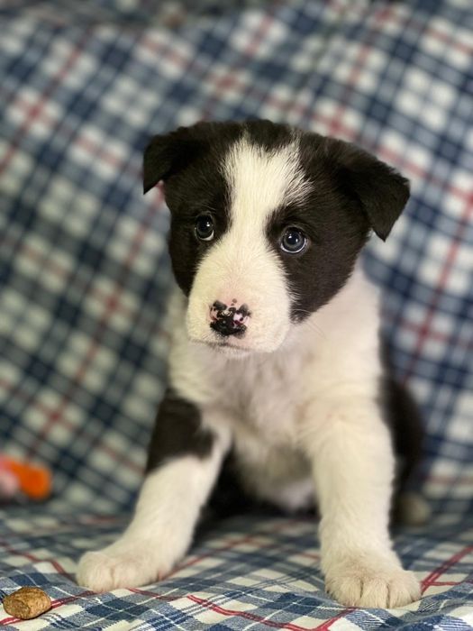 Щенки в добрые руки