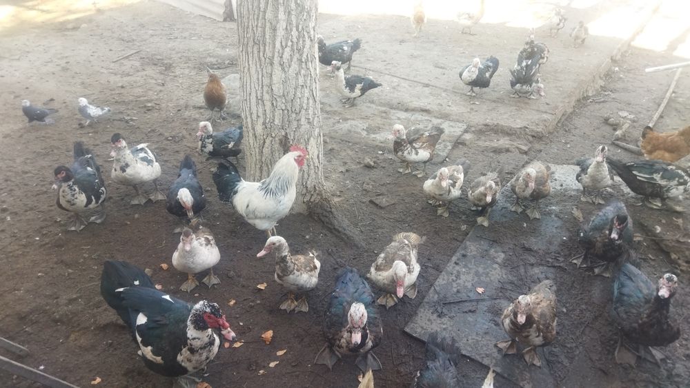 Продам молодых шипунов