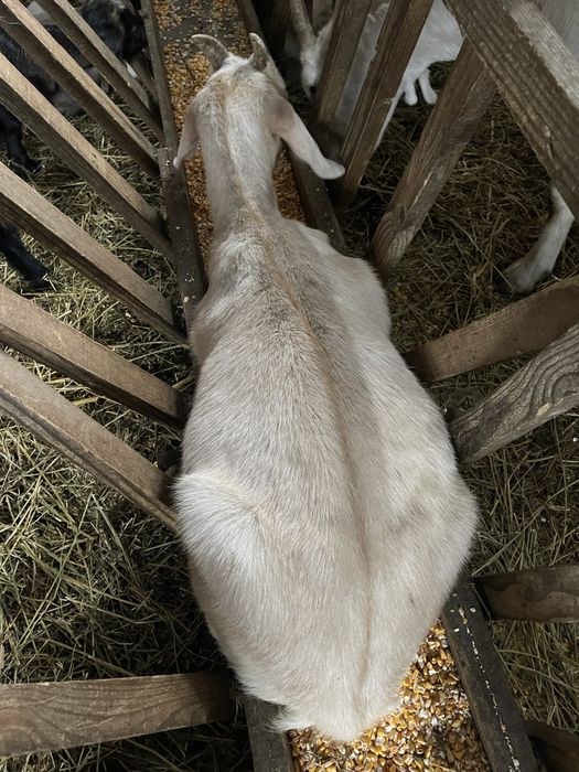 Iezi de vanzare foarte frumosi si grasi