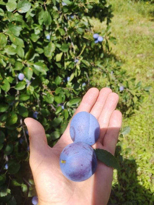 Prune culese de vânzare