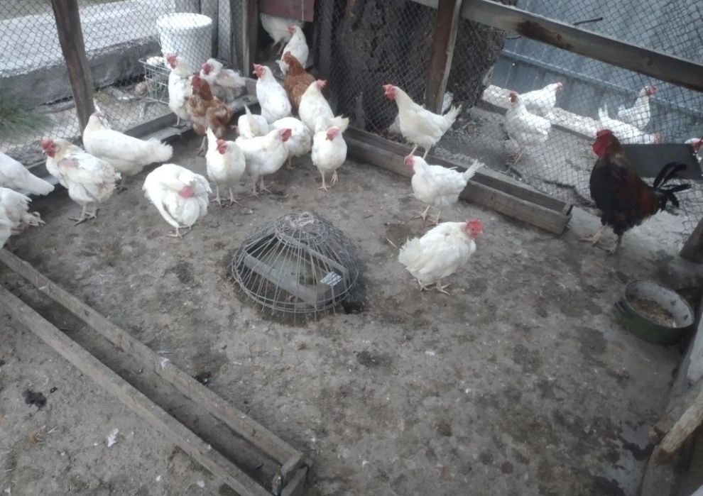 Продам инкубатор яйца