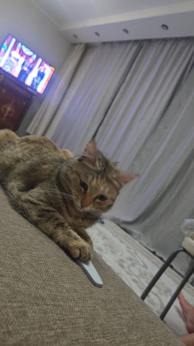 Пропала кошка, помогите найти пожалуйста