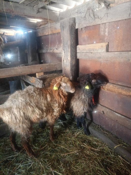 Бараны молодняки кошкарчики