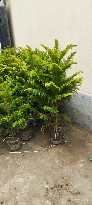 Араукария кислородный ёлка