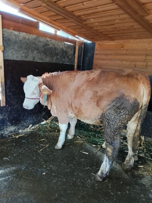 Vând junică gestanta și vitea
