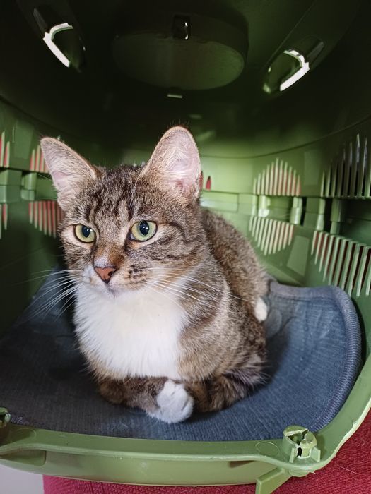 Маленькая рысь с золотым сердцем ищет дом!