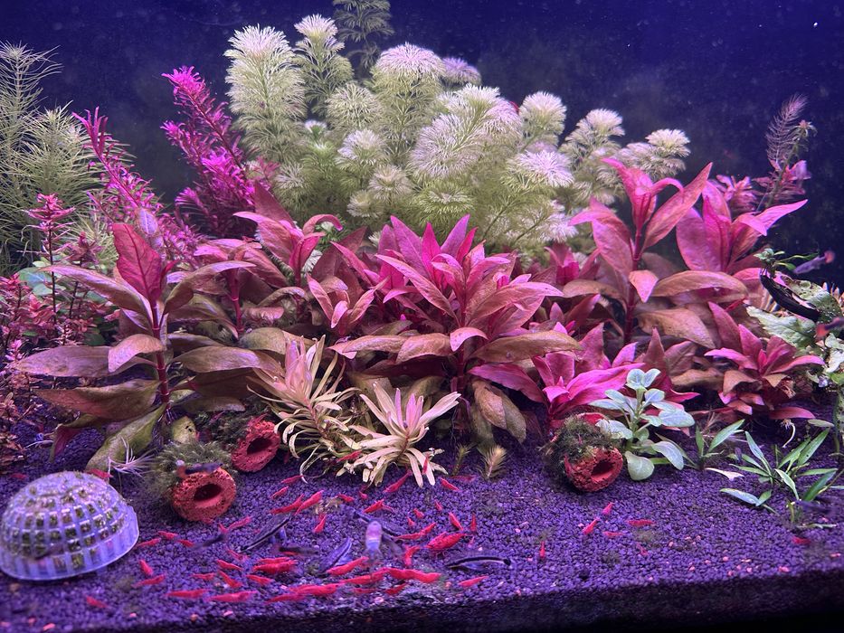 Creveti Neocaridina Sakura Red