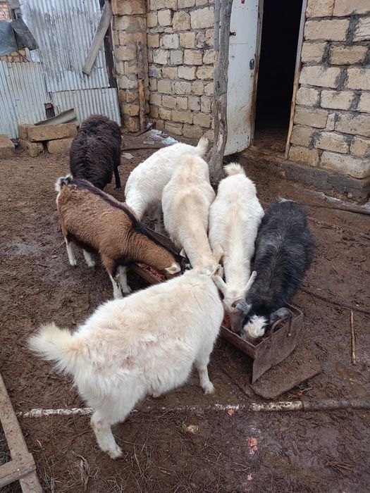 Сүтті тұқымнан буаз шыбыштар сатылады. Ақшұқырда тұр!